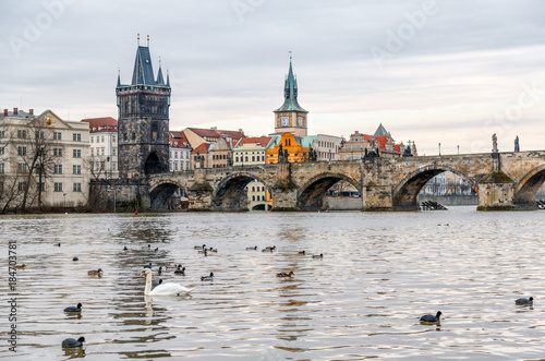 Prague, Czech Republic. View at Charles bridges over Vltava river. White swan and ducks at foreground.