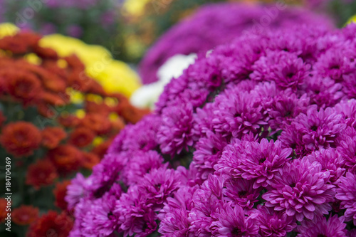 Chrysanthemum flowers multicolored