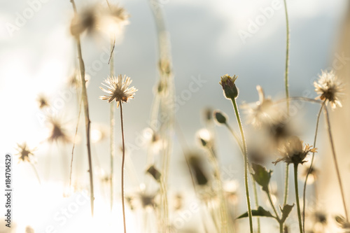 flower grass with sunrise background