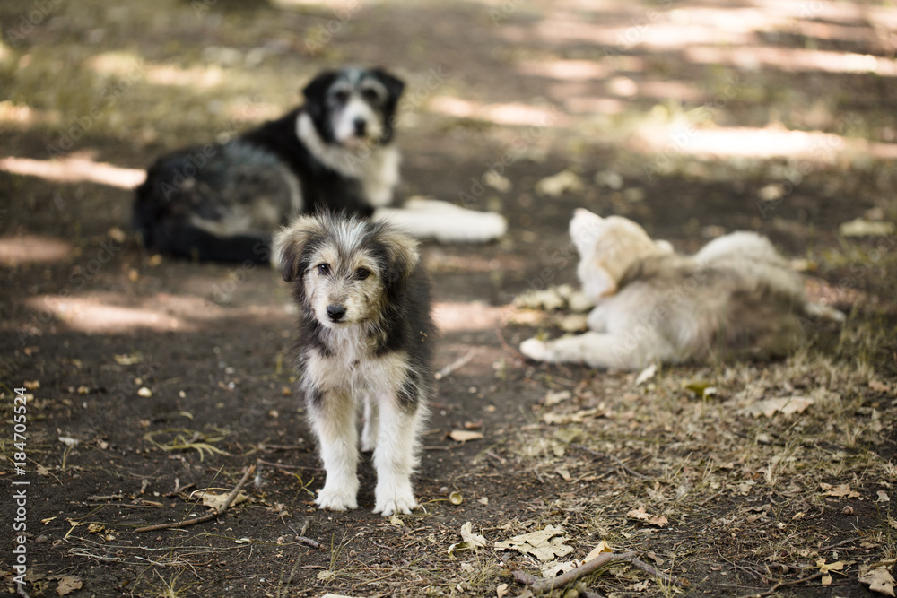 Homeless stray small dog outdoors. Cute three dogs. Family Homeless stray small dog outdoors. Cute three dogs. Family