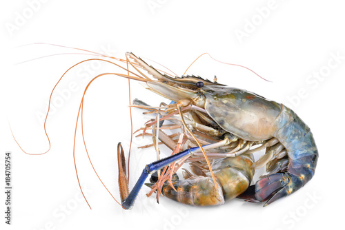 fresh shrimp from the farm for cooking on white background