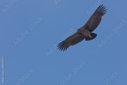 Condor flying  in Peru