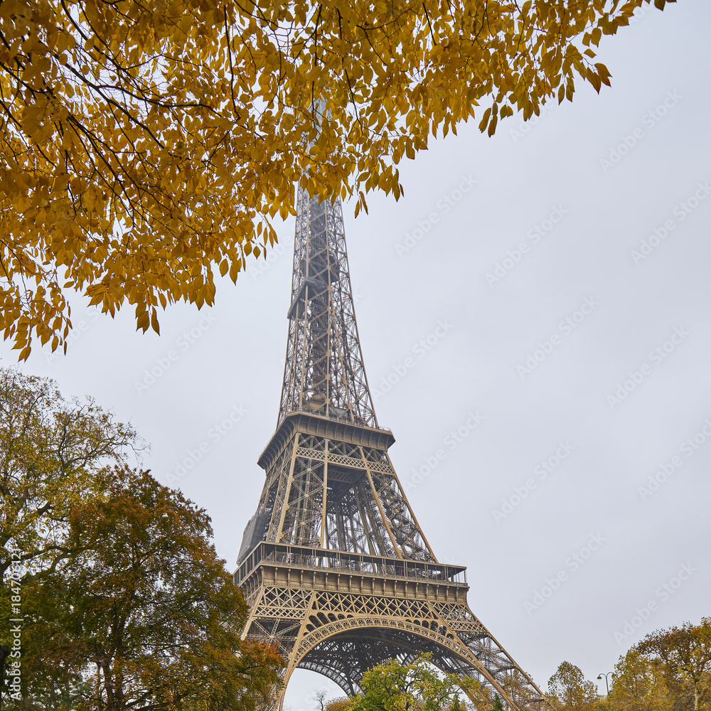 Arbre en automne dans le champs de mars avec tour eiffel, Paris
