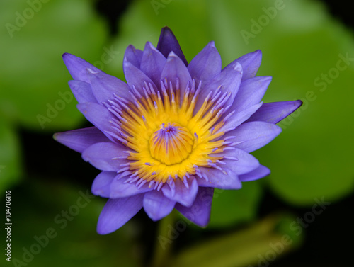 purple lotus in pond