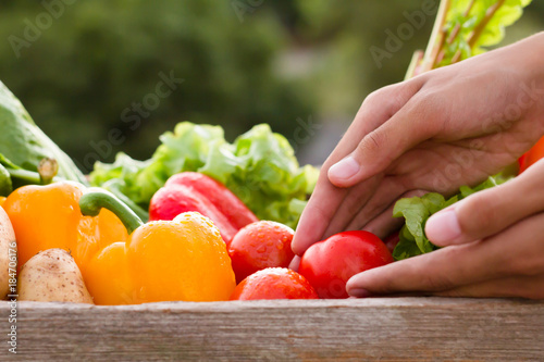 Hand put a tomatoes to crate box with various of vegetable, skin care, healthy eating, clean food concept.