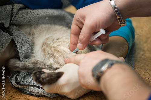 Veterinarian gives an injection to a cat in the stomach
