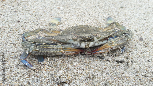 wild crab on the beach