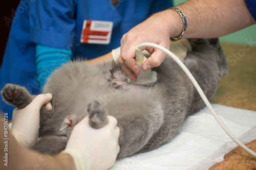The vet does an ultrasound cat in clinic