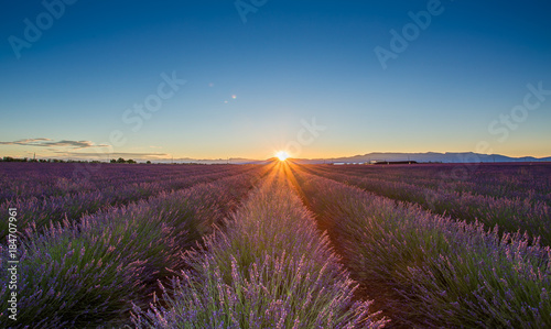 Sunrise in the Lavender field of Valensole