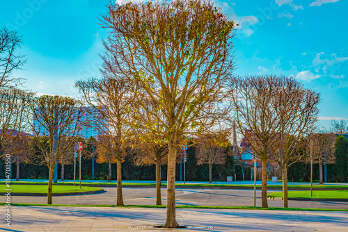 Trees in an autumn park. Trimmed square tree. Spring city alley.