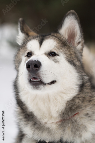 Dog Siberian husky in the winter in the woods.