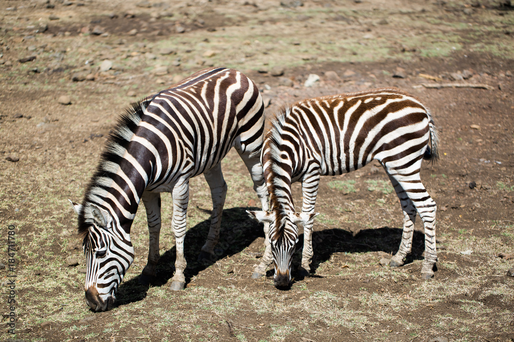 A herd of zebras in the wild. Mauritius. A herd of zebras in the wild. Mauritius.