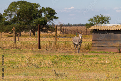 Fototapeta Naklejka Na Ścianę i Meble -  Plains zebra (Equus quagga)
