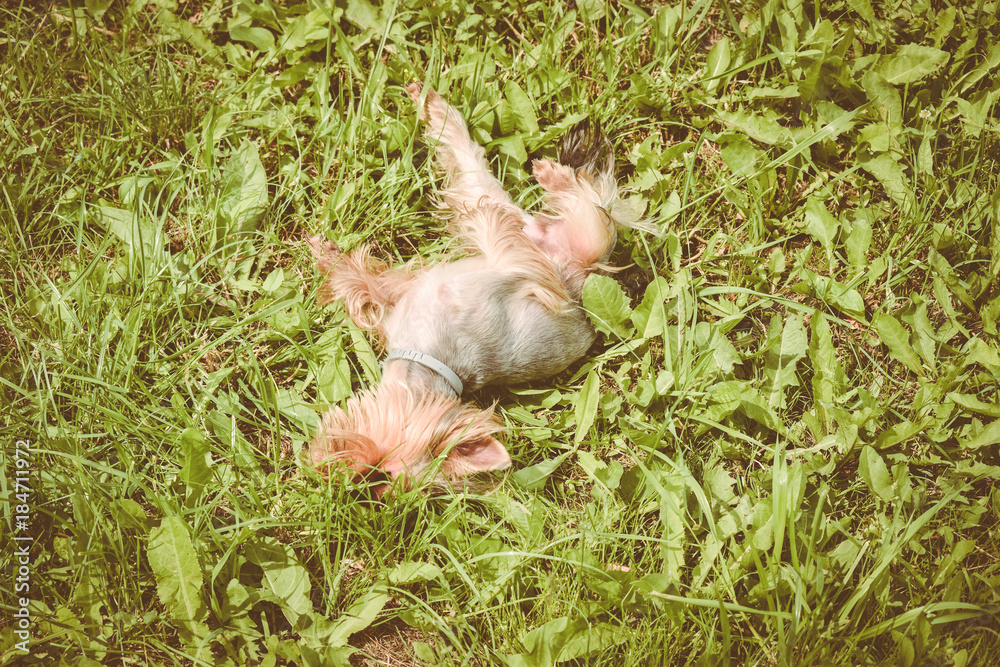 Dog Yorkshire Terrier lying on the grass vintage filter
