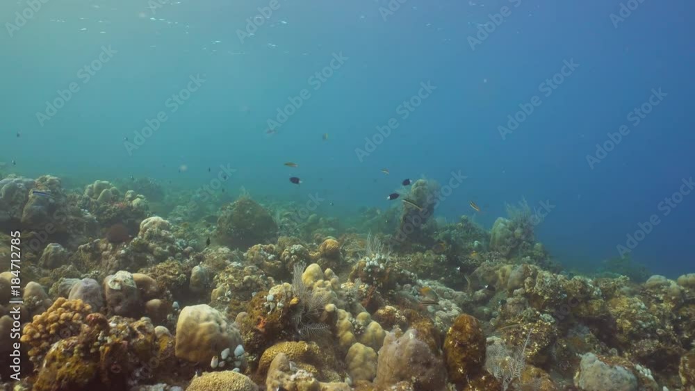 Fish and coral reef. Dive, underwater world, corals and tropical fish. Bali,Indonesia. Diving and snorkeling in the tropical sea. Travel concept. 4K video. Fish and coral reef. Dive, underwater world, corals and tropical fish. Bali,Indonesia. Diving and snorkeling in the tropical sea. Travel concept. 4K video.