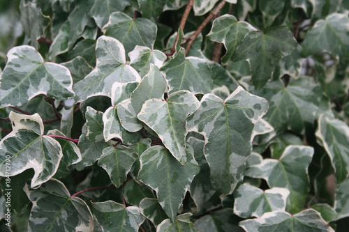 Variegated Ivy. Ornamental plant.