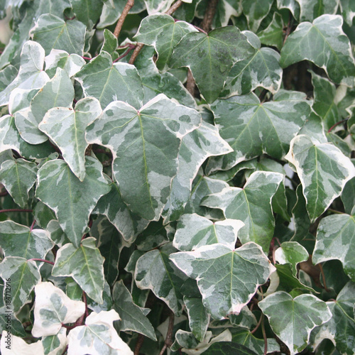 Variegated Ivy. Ornamental plant.