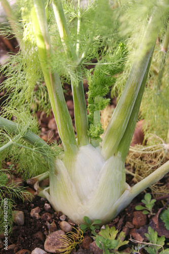 Fennel plant. Vegetable growing in the field