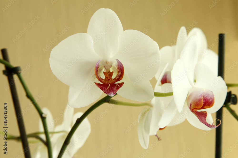 Obraz premium Orchid