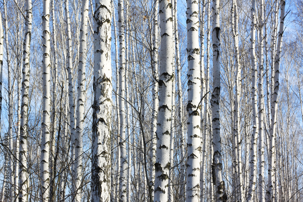 Fototapeta premium Trunks of birch trees in forest / birches in sunlight in spring / birch trees in bright sunshine / birch trees with white bark / beautiful landscape with white birches