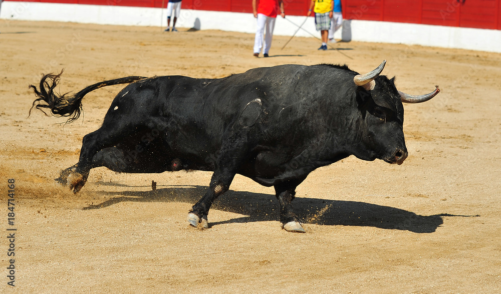 bull in spain