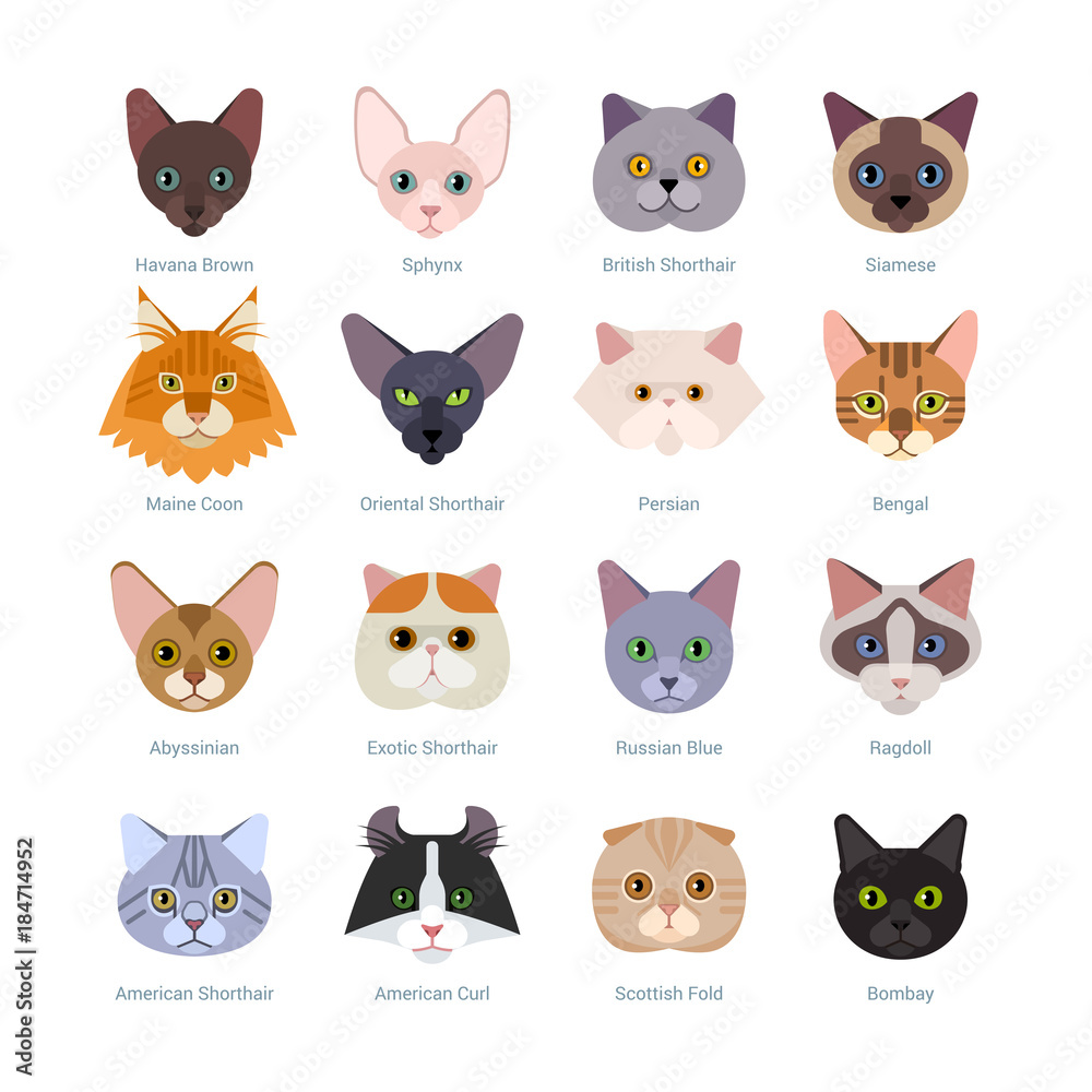 Cats faces collection. Vector illustration of different cats breeds, including havana brown, sphynx, British Shorthair, Siamese, Maine Coon, Oriental, Persian, Bengal, Abyssinian, isolated on white.