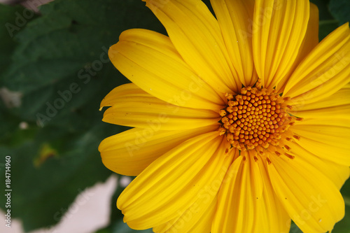 Beautiful Yellow Flase Sunflower