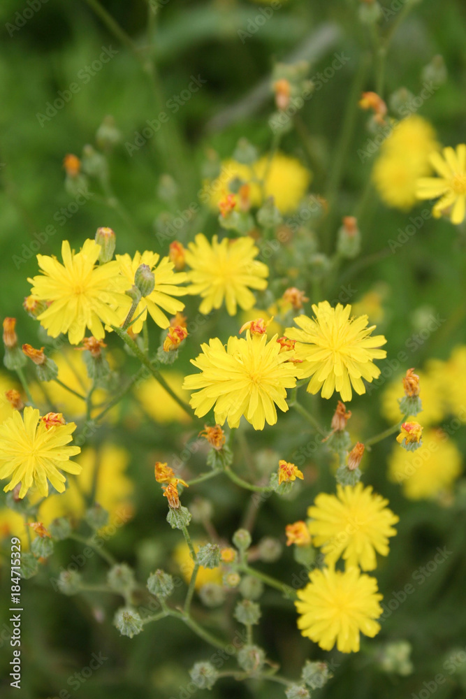 wild yellow flowers, Spring background with selective focus wild yellow flowers, Spring background with selective focus