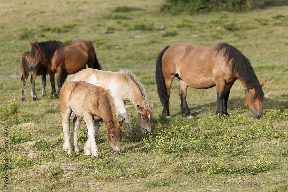 Horses grazing in summer in Navarra. Horses grazing in summer in Navarra.