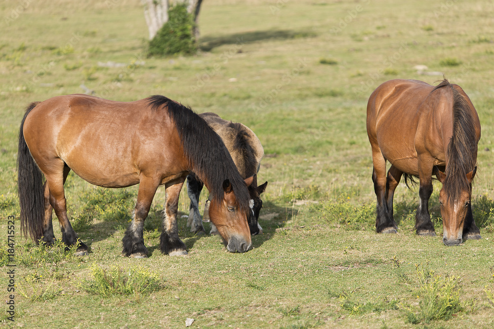 Horses grazing in summer in Navarra. Horses grazing in summer in Navarra.