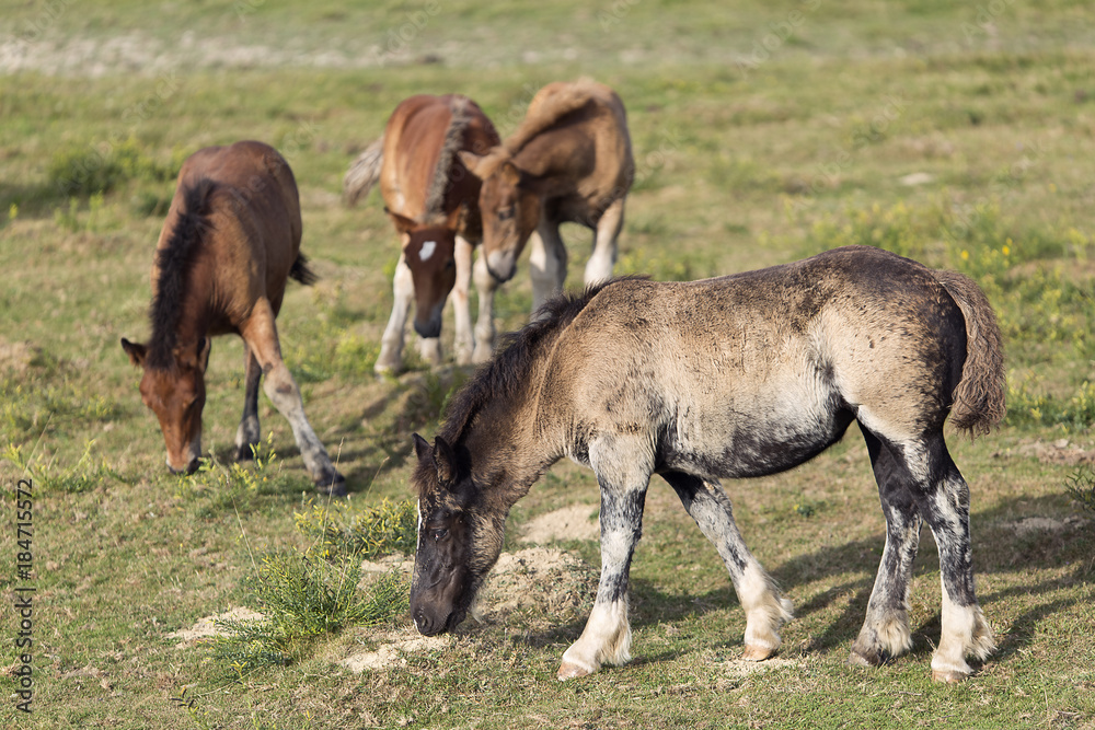 Fototapeta premium Horses grazing in summer in Navarra.
