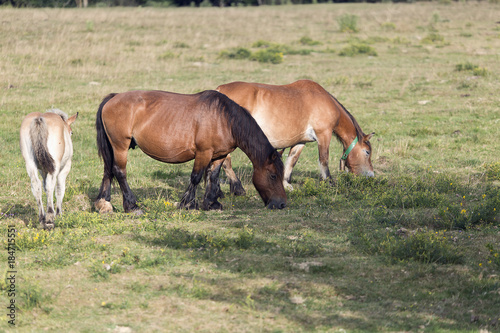 Horses grazing in summer in Navarra. © FRANCISGONSA