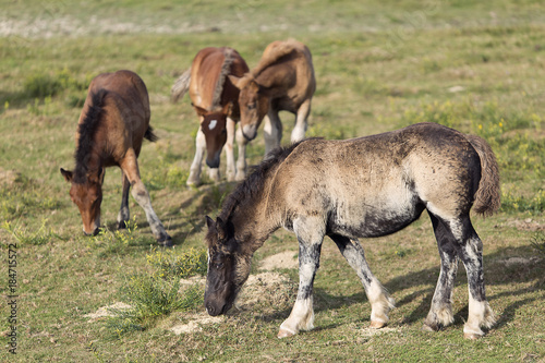 Horses grazing in summer in Navarra.