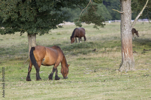 Horses grazing in summer in Navarra. © FRANCISGONSA