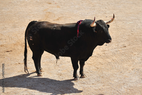 bull in spain