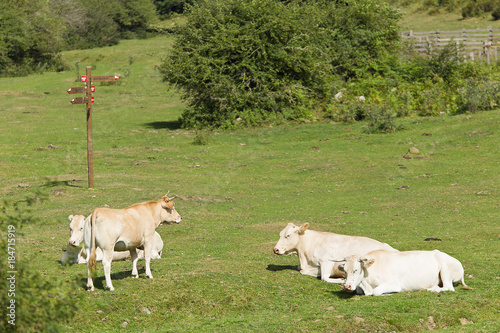 Cows grazing in a green meadow of Navarra.