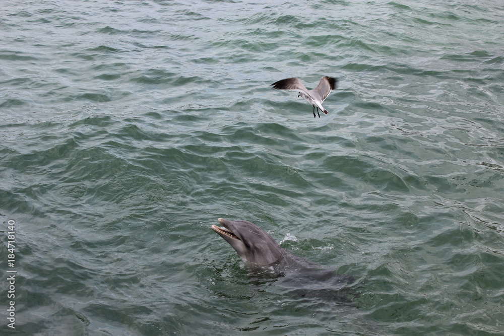 Fototapeta premium dauphin et mouette