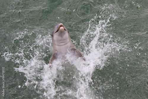 dauphin hors de l'eau