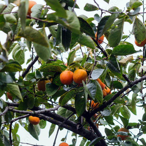 Persimmon tree with fruit in the garden