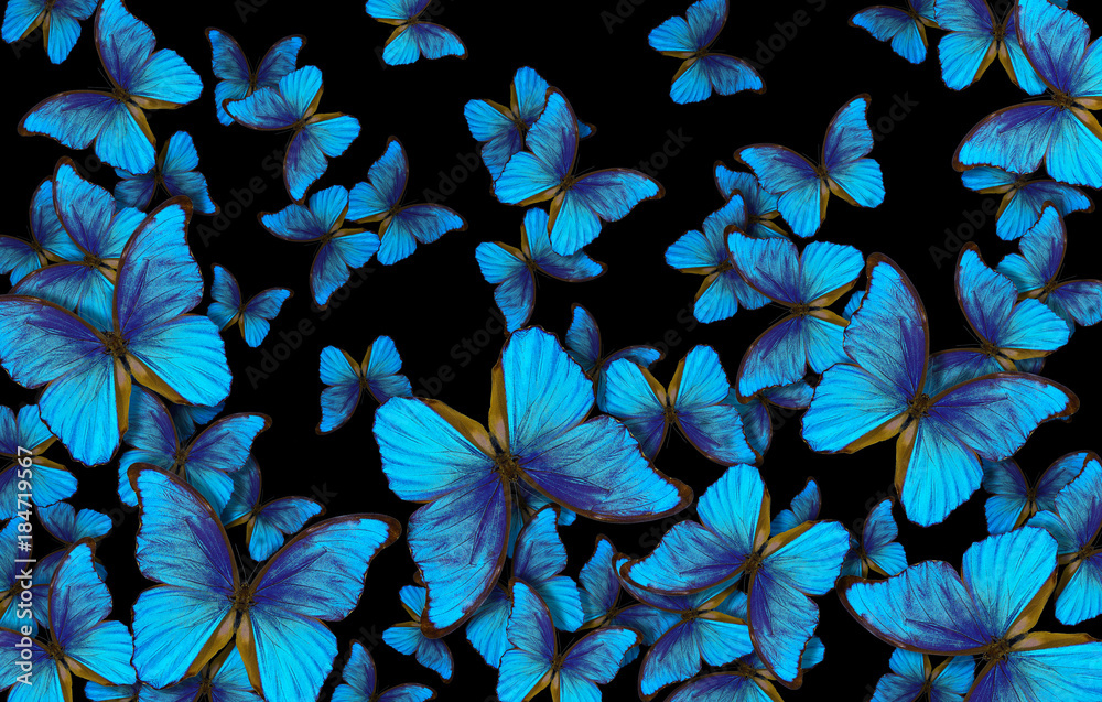 Premium Vector  Realistic blue butterflies flying butterfly
