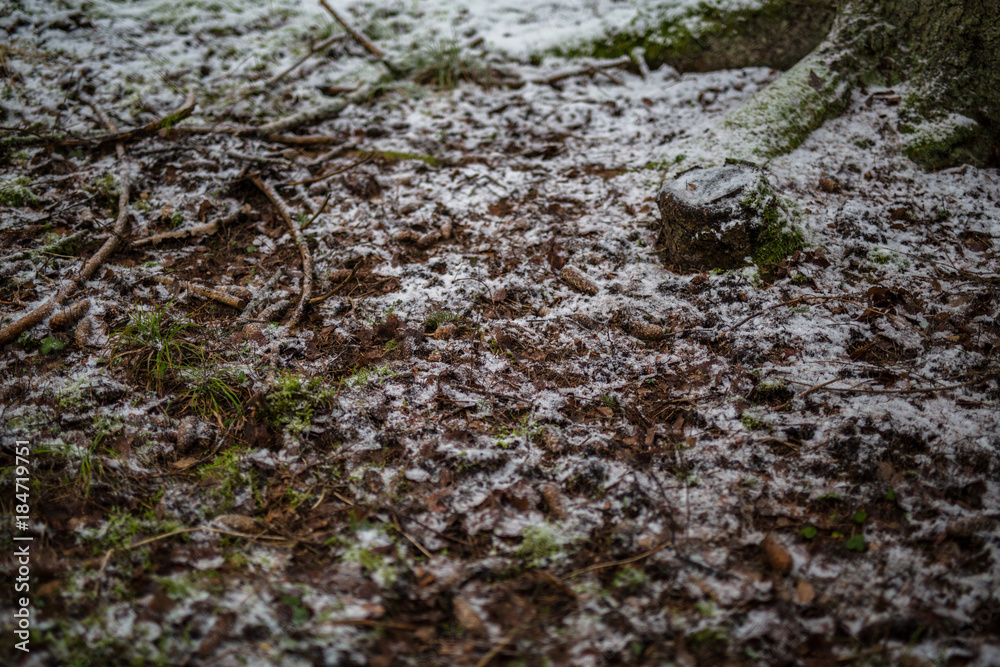 Fototapeta premium Light snow over leaves and branches