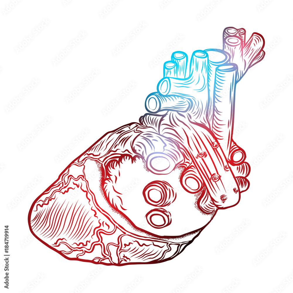 Sketched hand drawn line art decorative human heart in anatomy details ...