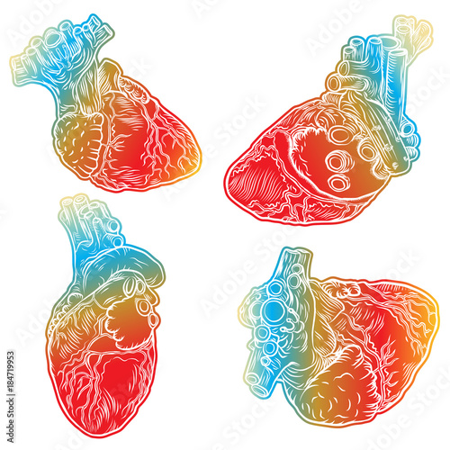 Set of red human hearts with aorta, veins and arteries isolated on white background. For cardiology or medical design. Hand drawn flesh tattoo concept. Vector.