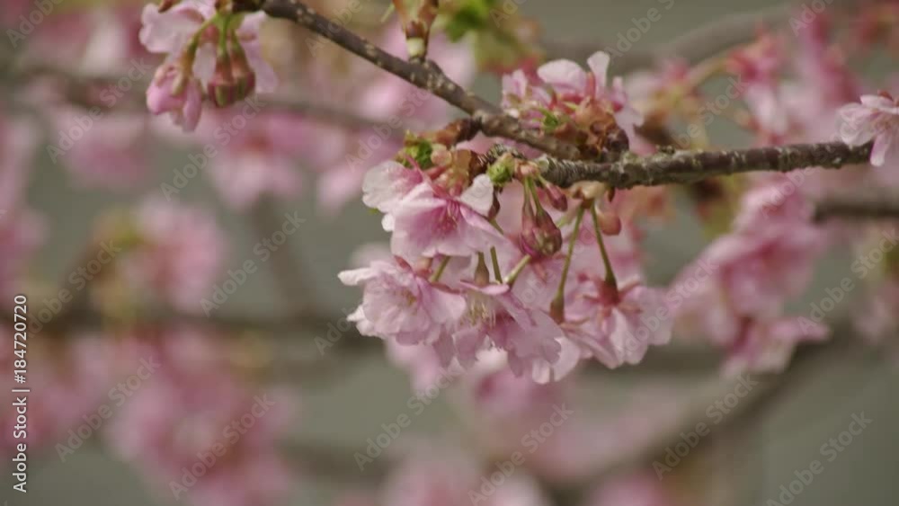 4K 静岡県 河津町 河津桜 Kawazu sakura in shizuoka japan 4K 静岡県 河津町 河津桜 Kawazu sakura in shizuoka japan
