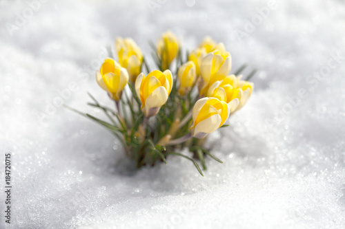 Crocuses of yellow flowers against the background of snow on a spring sunny day. Primroses bloomed after winter.