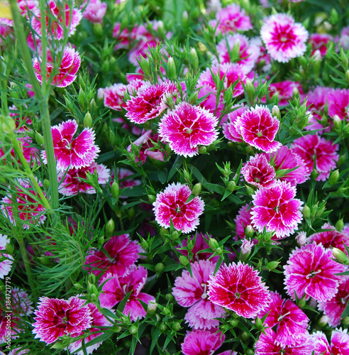 Dianthus on the garden