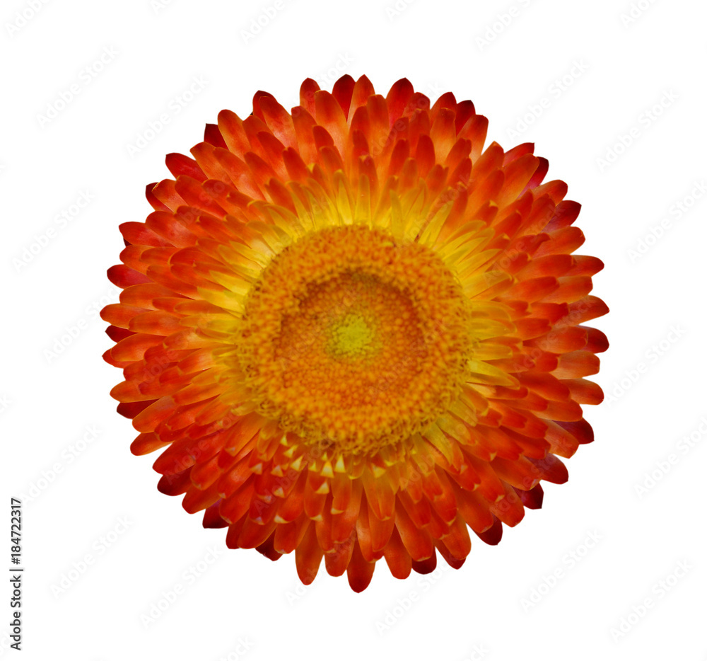 Single Beautiful Helipterum Everlasting Flower Immortelle Rhodanthe Strawflower Isolated On White Background Stock Photo Adobe Stock