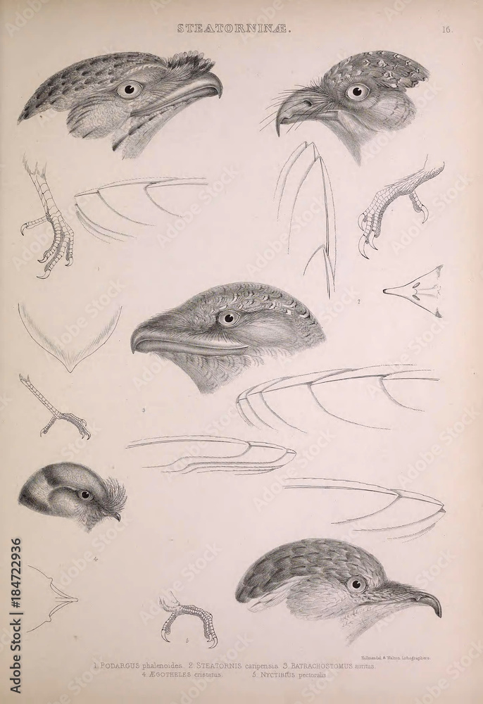 Nightjar StockIllustration Adobe Stock