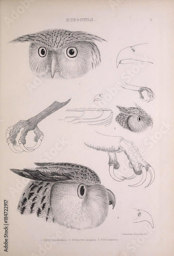 Illustration of owl photo
