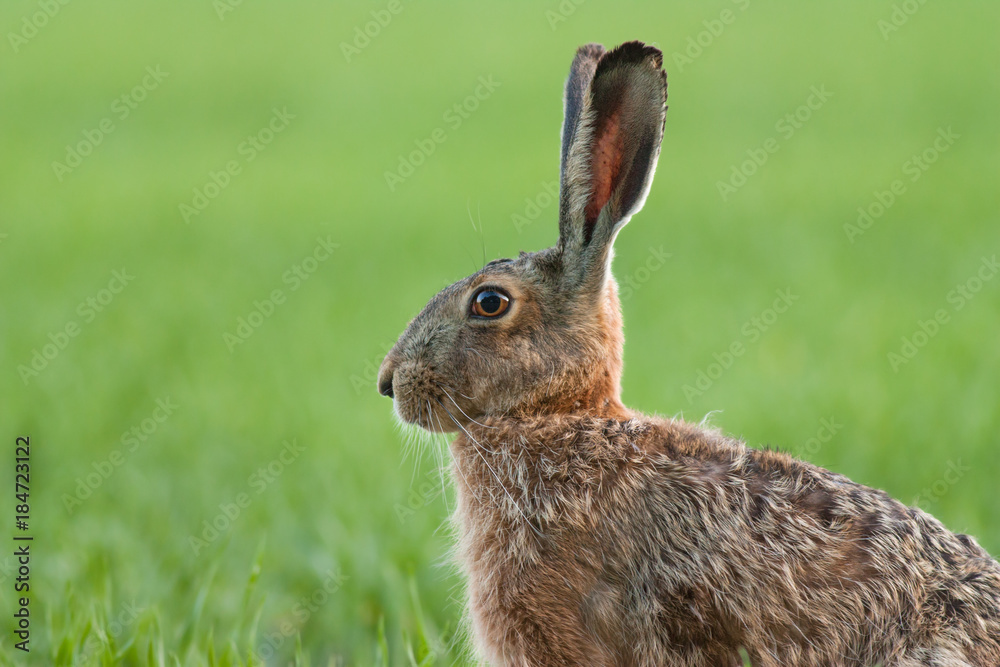 Brown Hare, lepus europaeus, portrait in a green field. Wild rabbit in spring. Brown Hare, lepus europaeus, portrait in a green field. Wild rabbit in spring.
